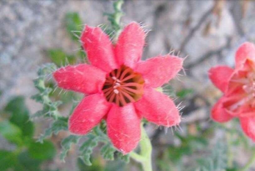 Caiophora rosulata — houseplant care guide