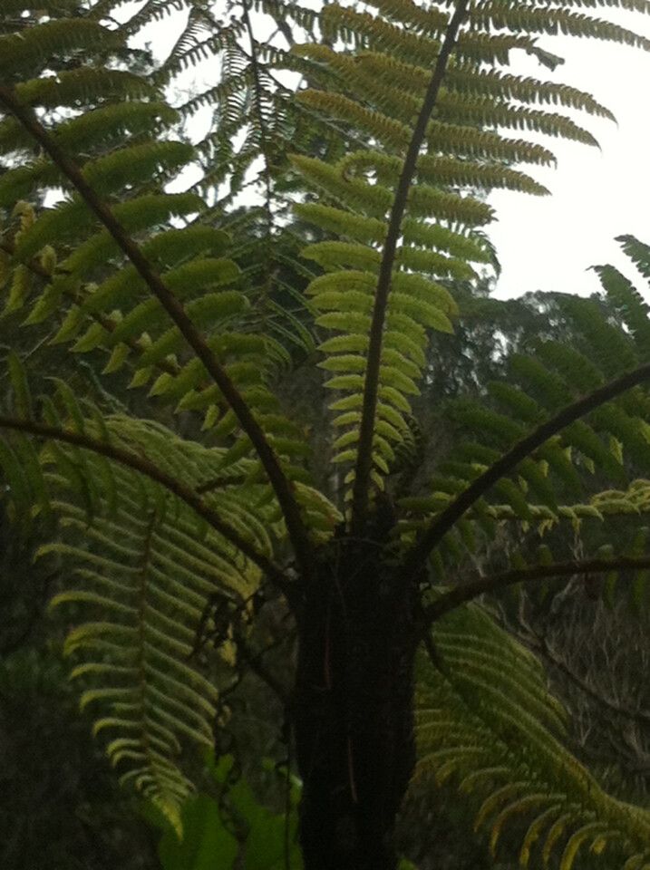 Alsophila melleri — houseplant care guide