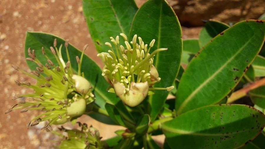 Xanthostemon gugerlii — houseplant care guide