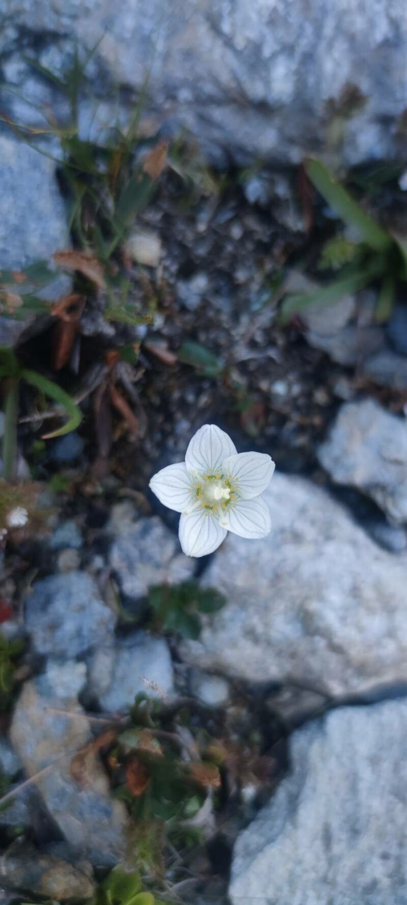 Parnassia californica flower