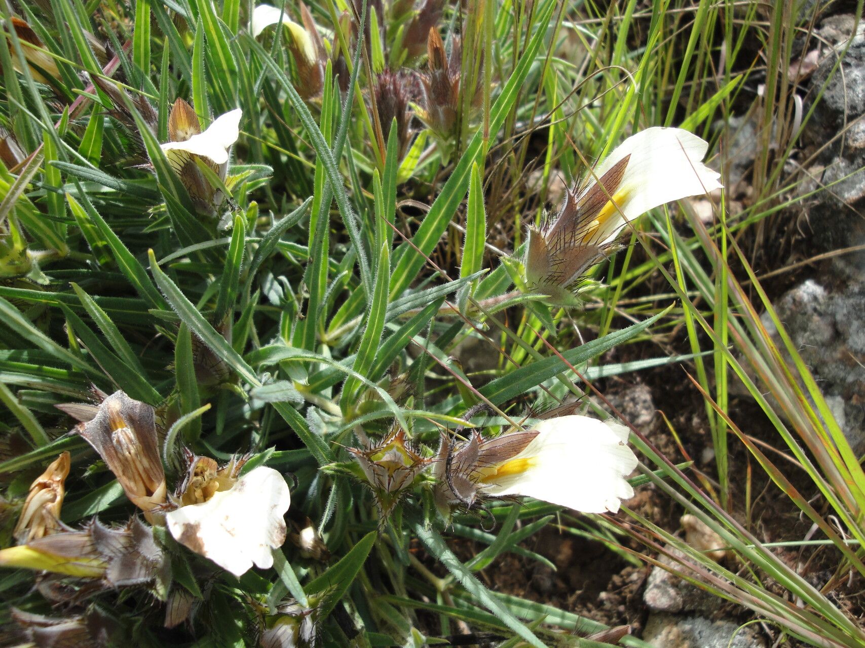 Blepharis cuanzensis flower
