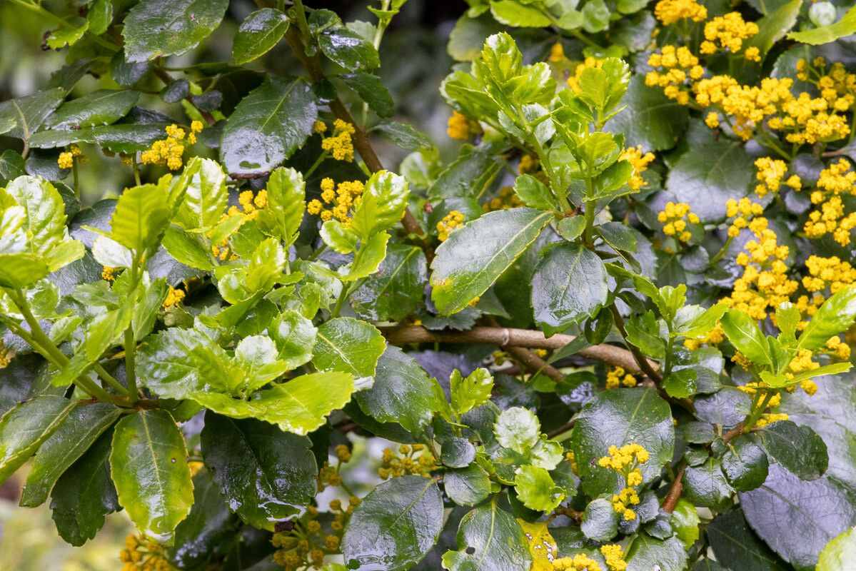 Azara serrata — search result for 'Salicaceae'