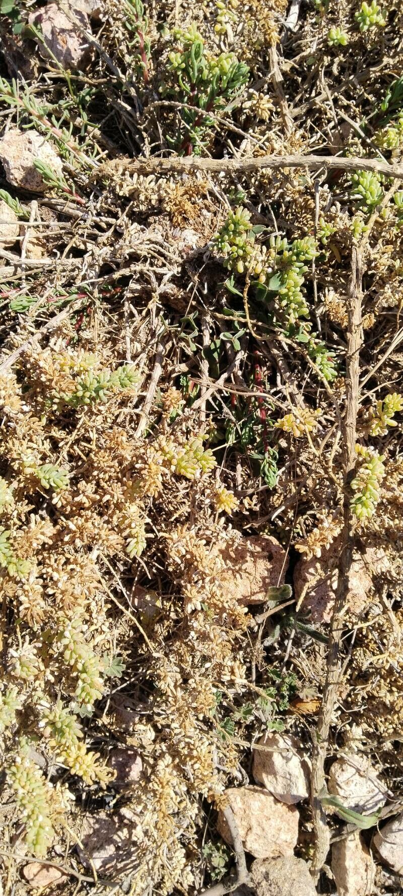 Salsola papillosa leaf