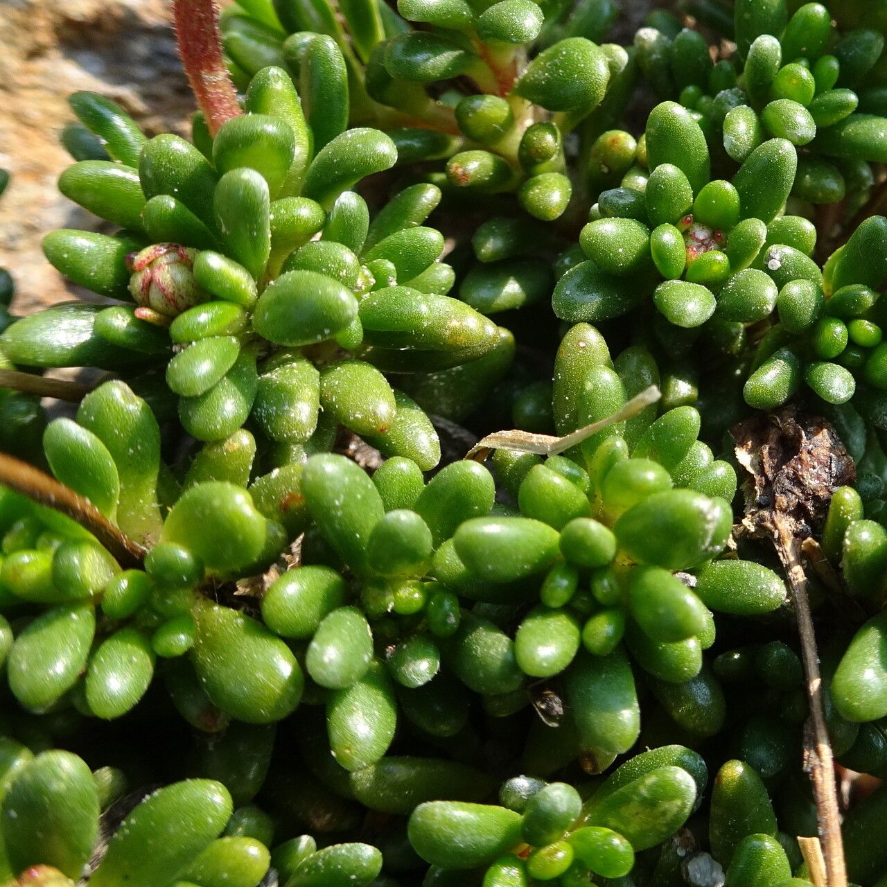 Micranthes tolmiei — houseplant care guide