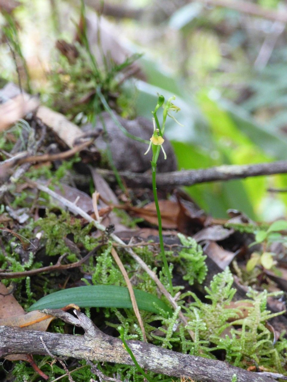 Liparis ambohimangana habit