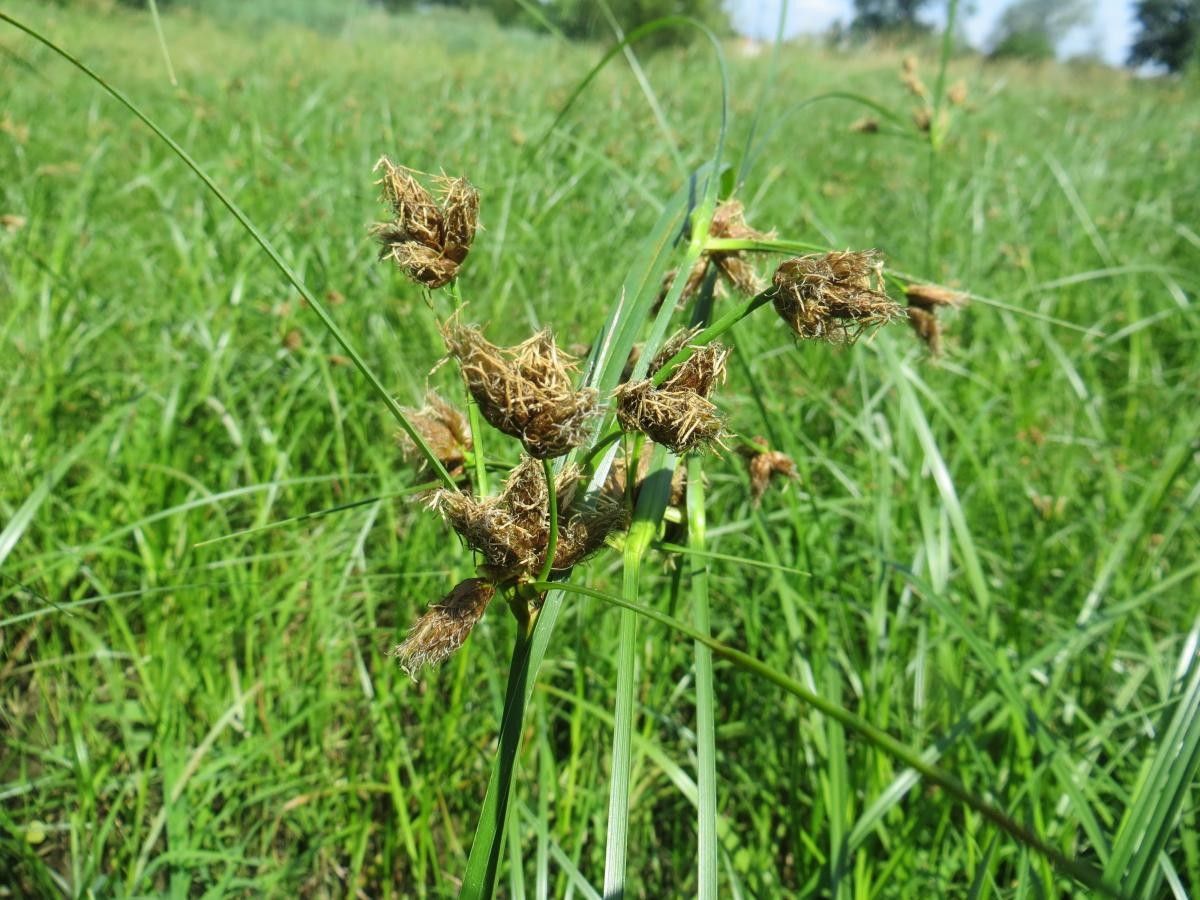 Bolboschoenus laticarpus fruit