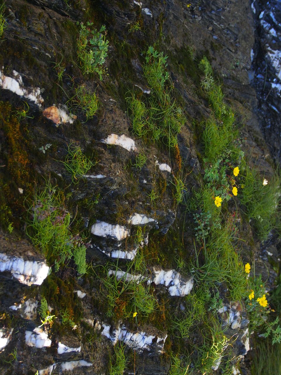 Carex breviprophylla habit