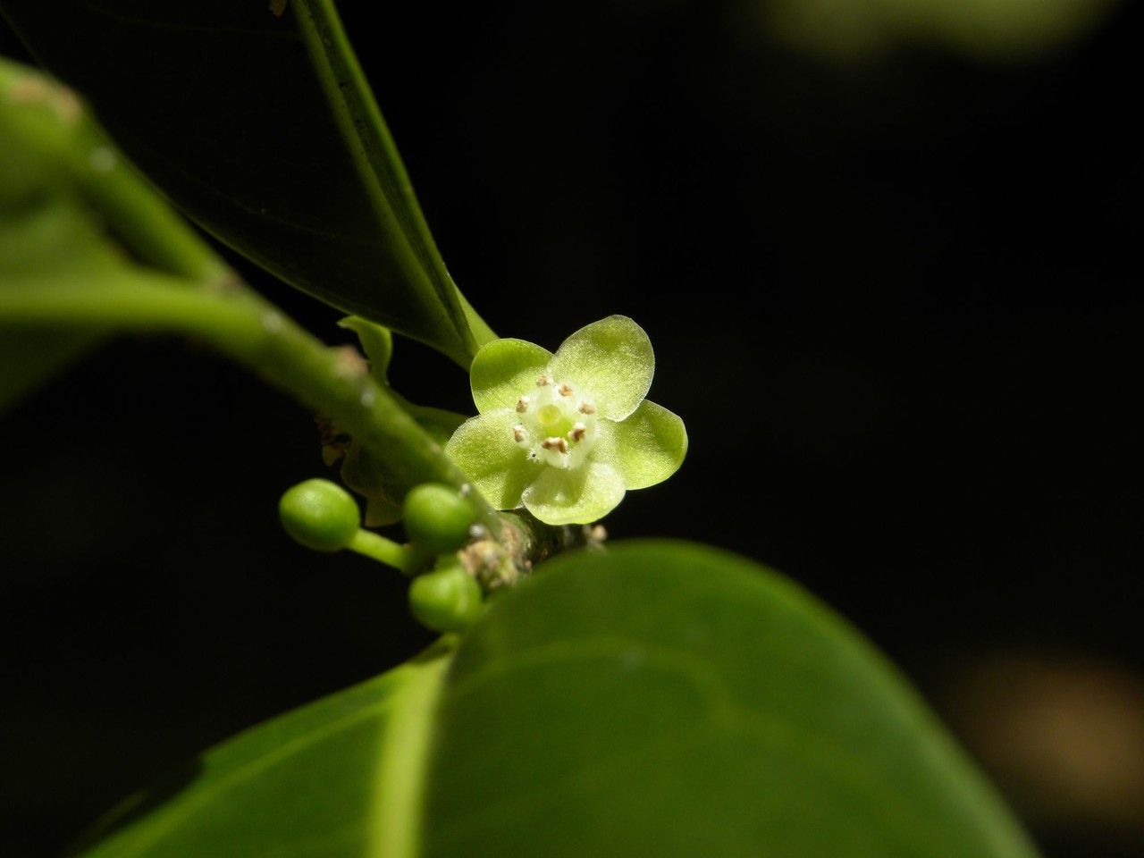 Casearia coriacea flower