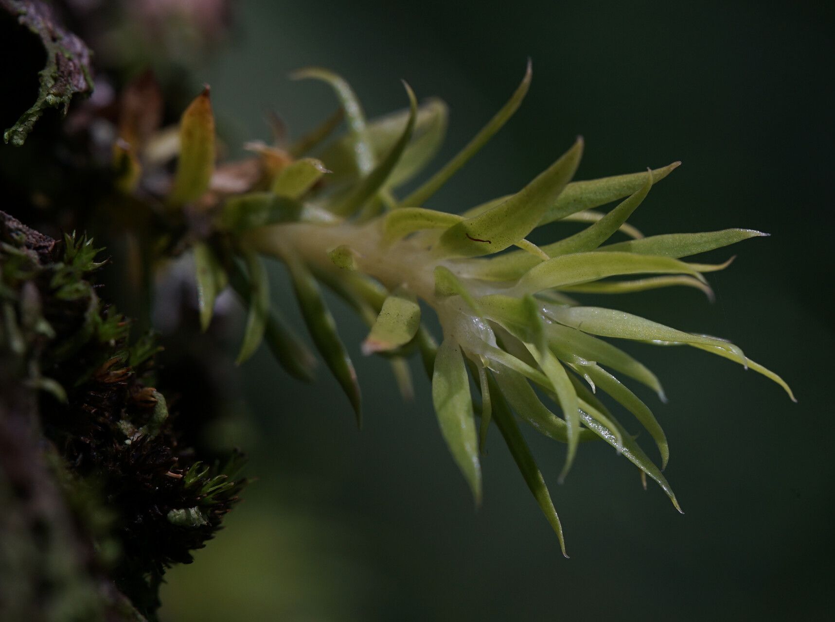 Huperzia schlechteri — search result for 'Huperzia'