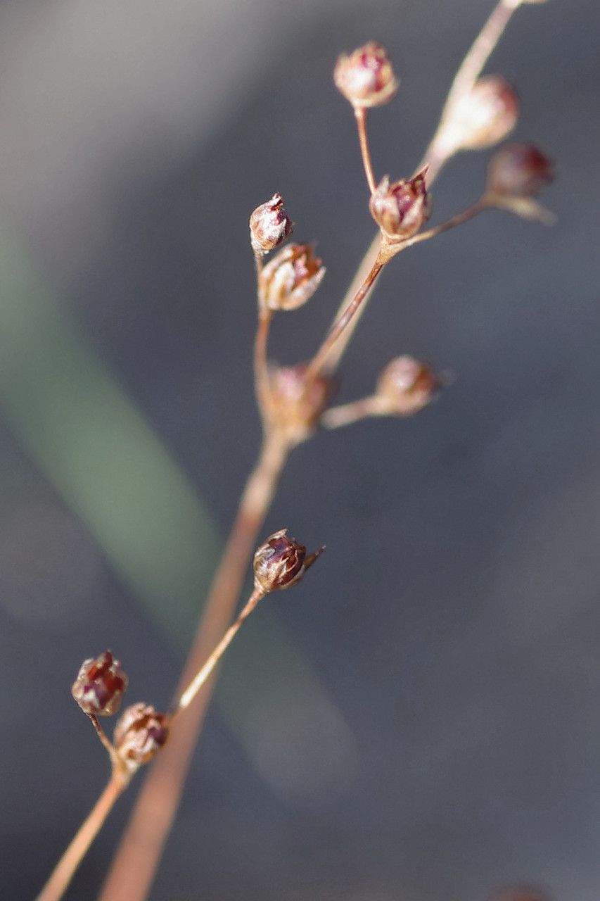 Juncus tenageia — search result for 'Eastern Mediterranean and the Caucasus'