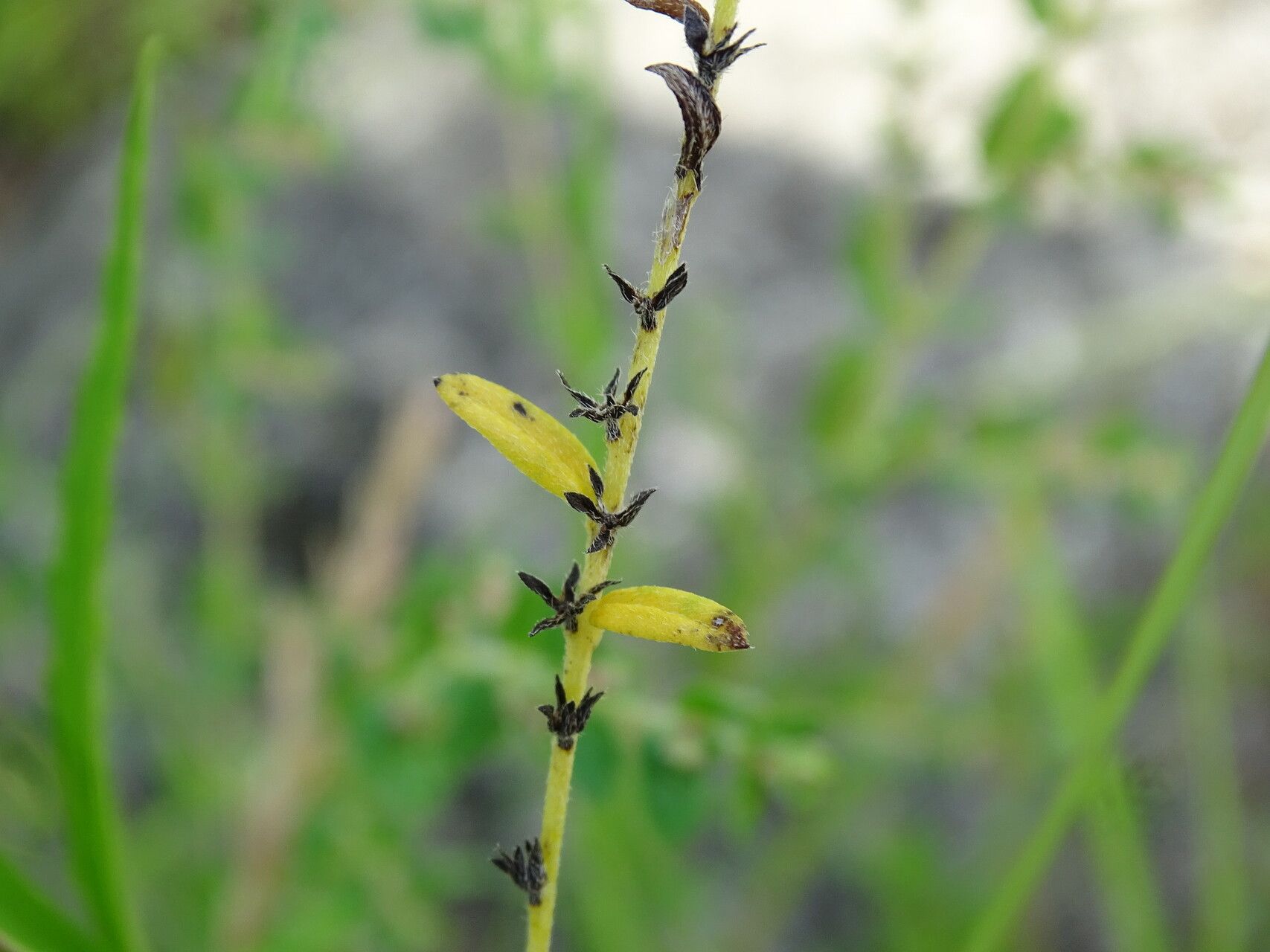 Euploca filiformis habit