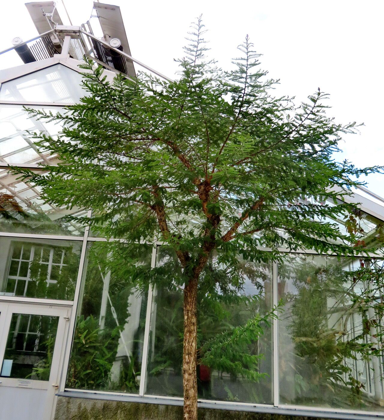 Vachellia abyssinica habit