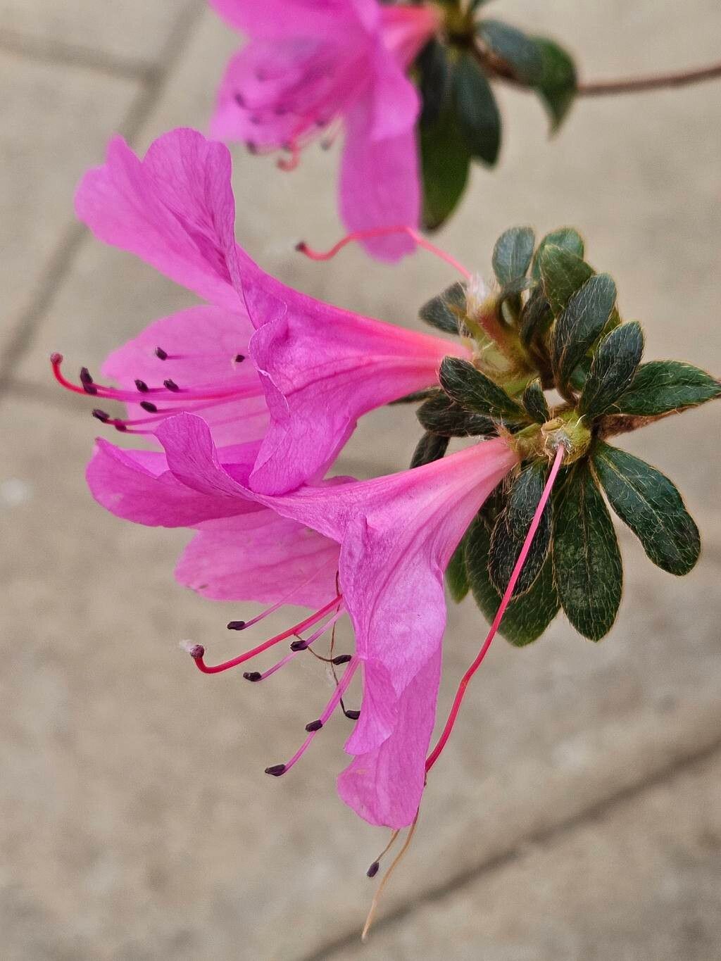 Rhododendron kanehirae flower