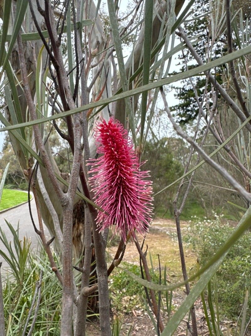 Hakea francisiana — search result for 'Hakea'