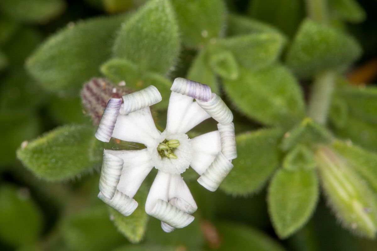 Silene succulenta flower