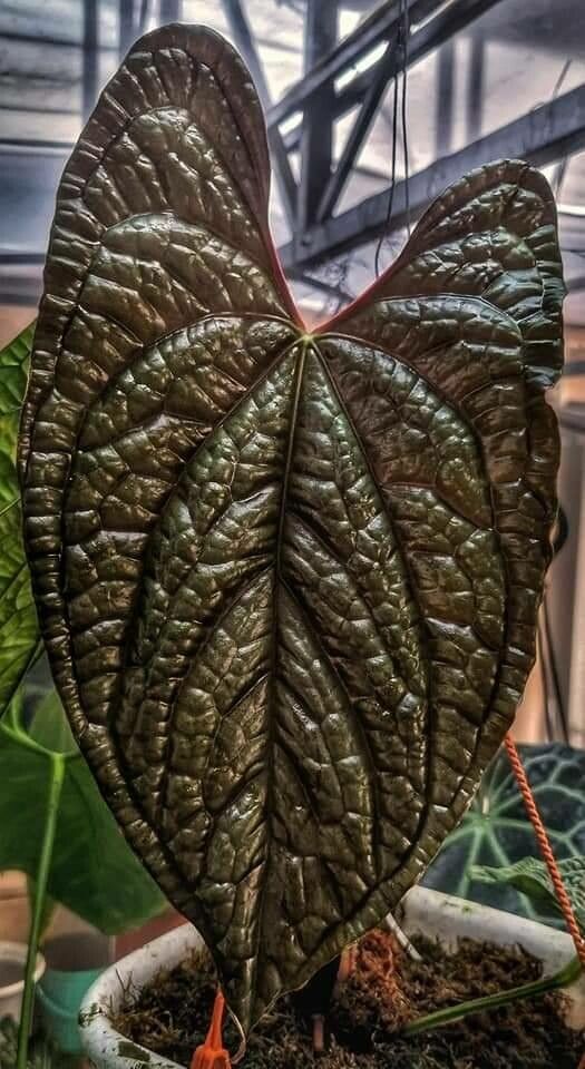 Anthurium luxurians — search result for 'Anthurium'