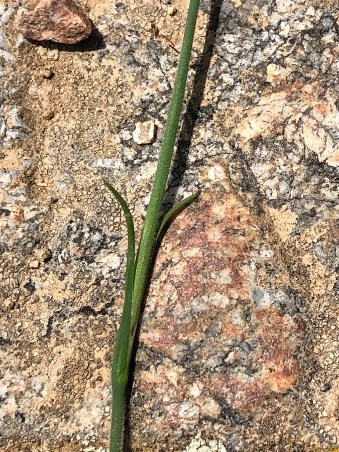 Petrorhagia prolifera leaf