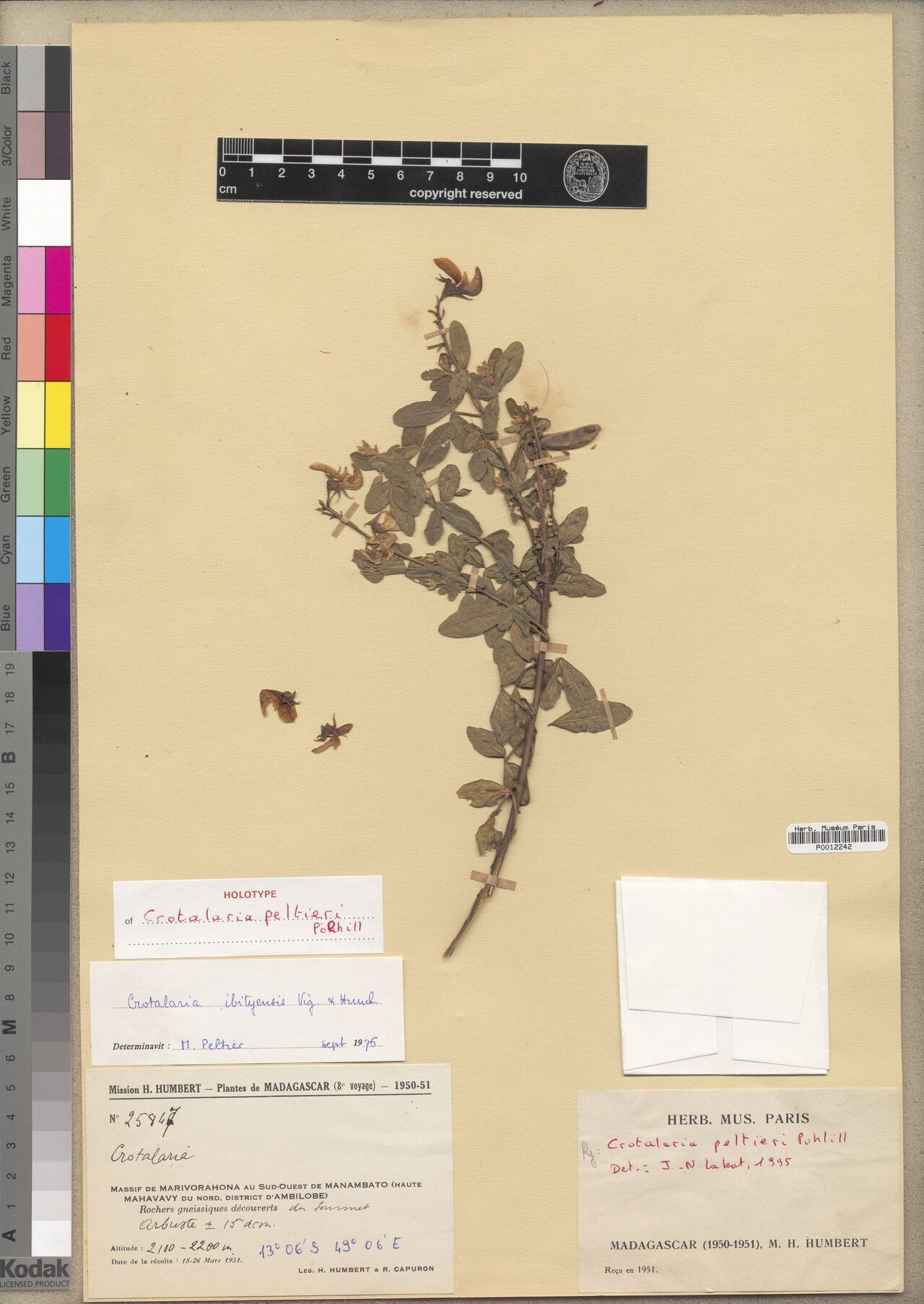 Crotalaria peltieri — houseplant care guide