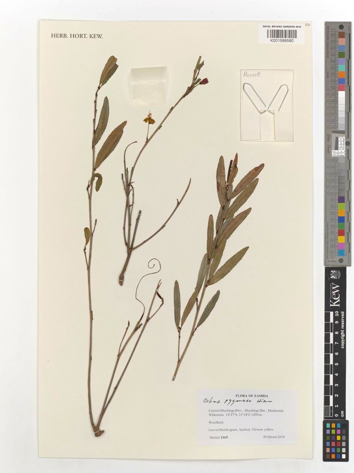 Ochna pygmaea — houseplant care guide