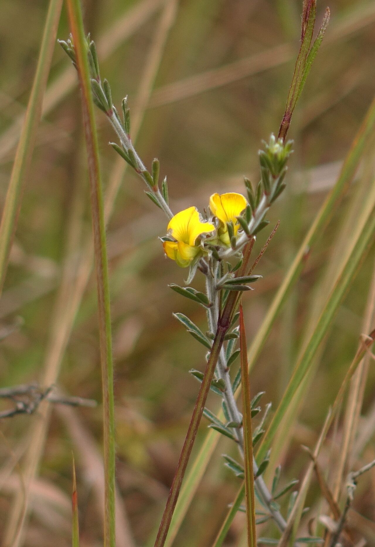 Crotalaria diosmifolia — houseplant care guide