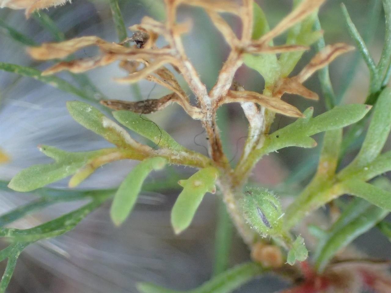 Gilia laciniata — search result for 'Gilia'