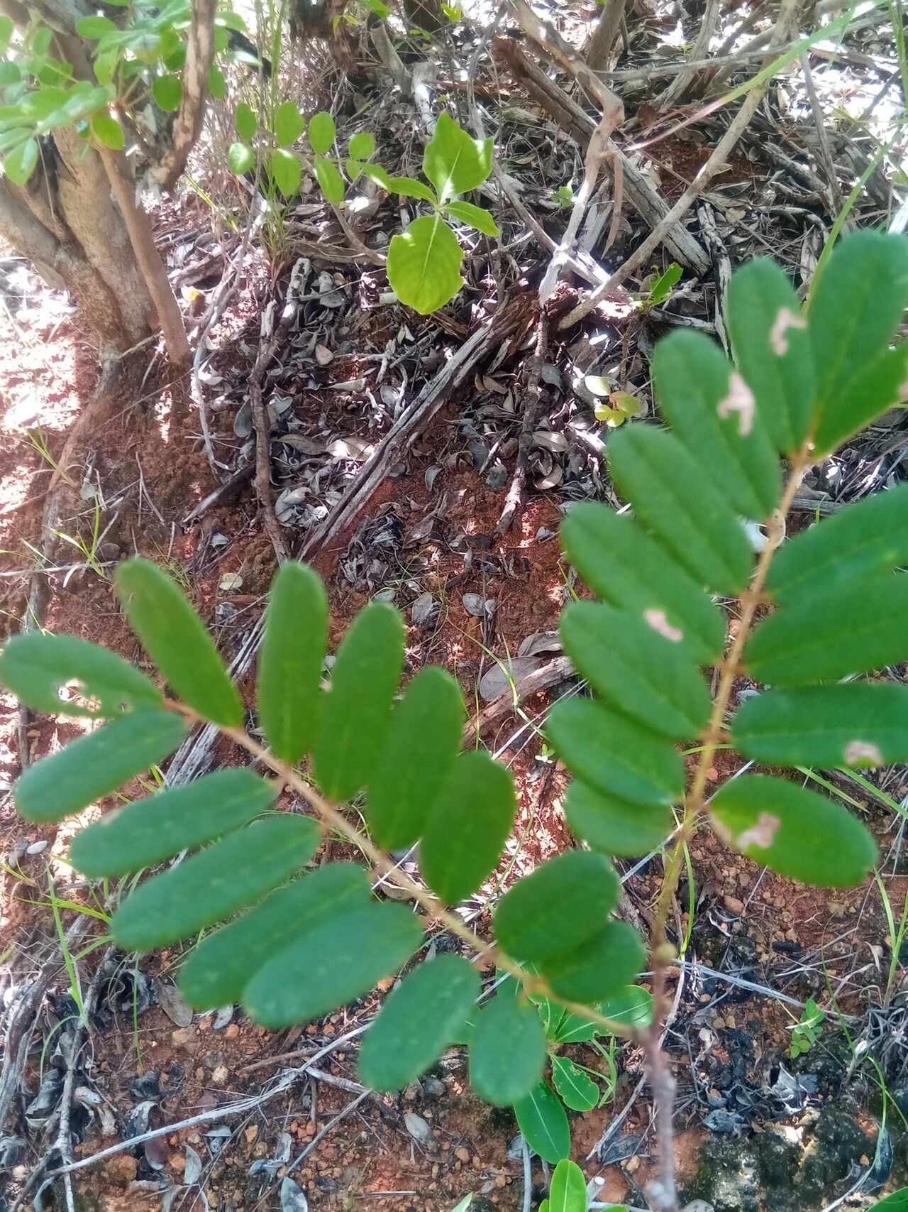 Millettia nathaliae — houseplant care guide