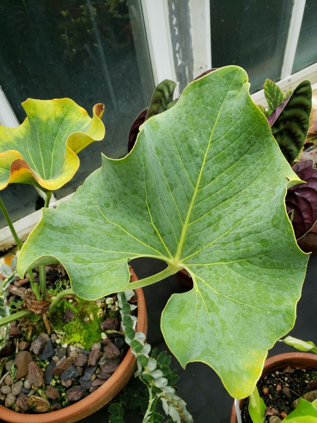 Anthurium andicola — houseplant care guide