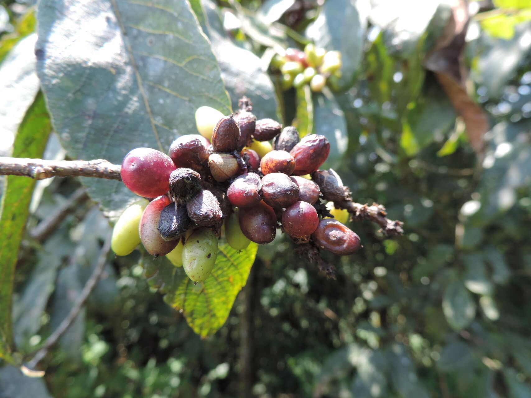 Bridelia brideliifolia — related species from the same genus