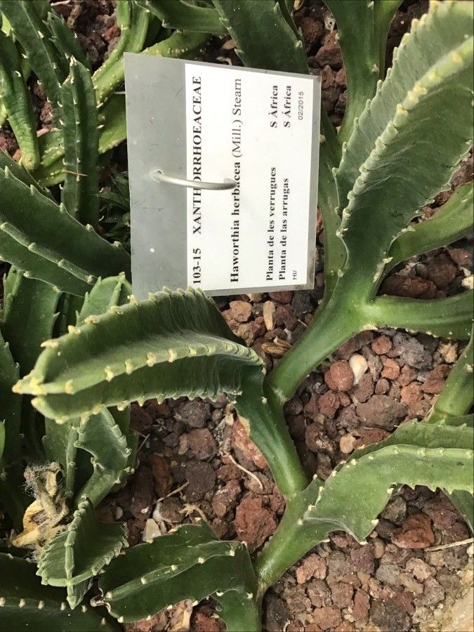 Haworthia herbacea