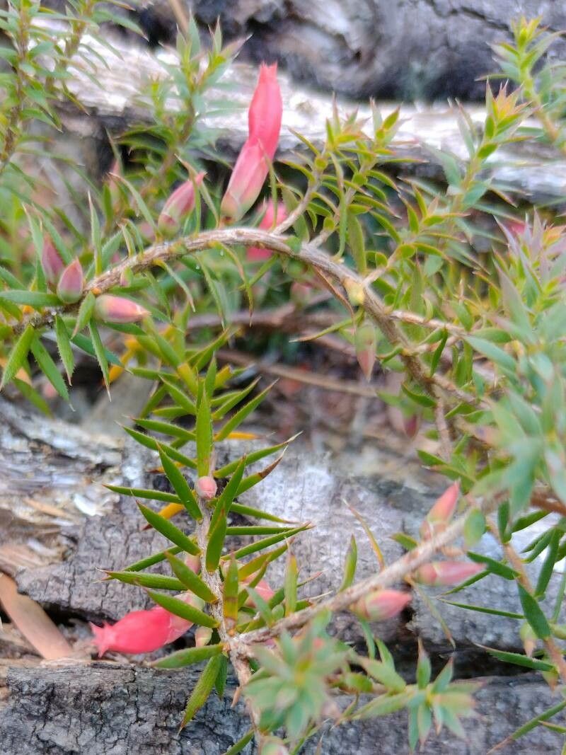 Astroloma humifusum habit