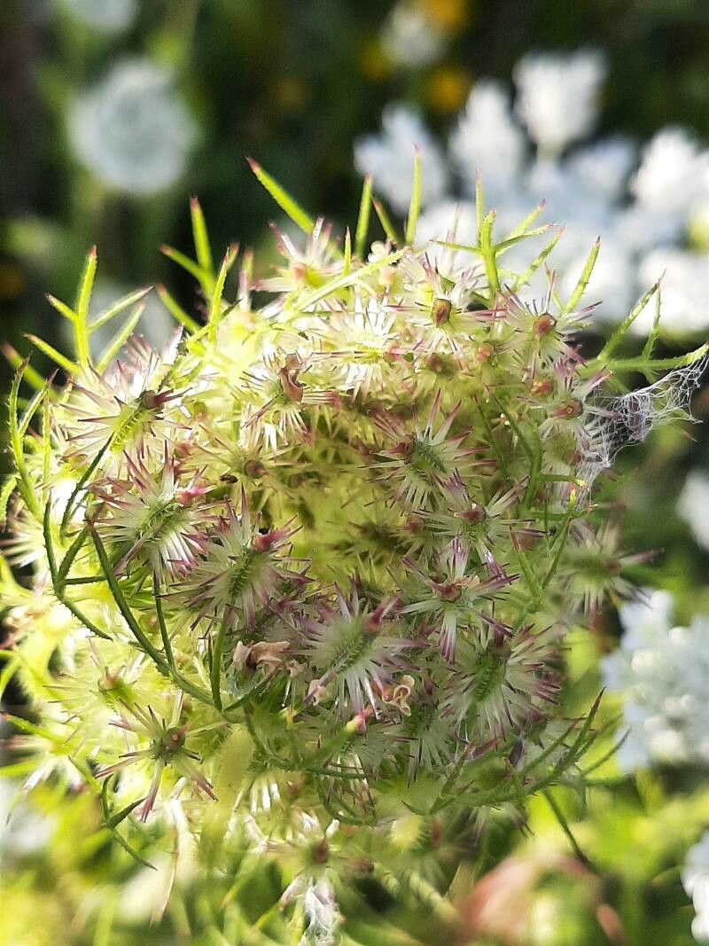 Daucus muricatus fruit