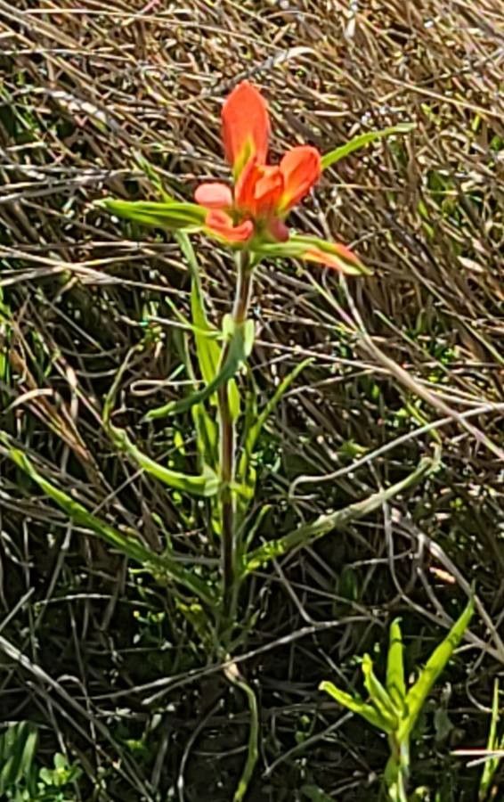 Castilleja indivisa leaf