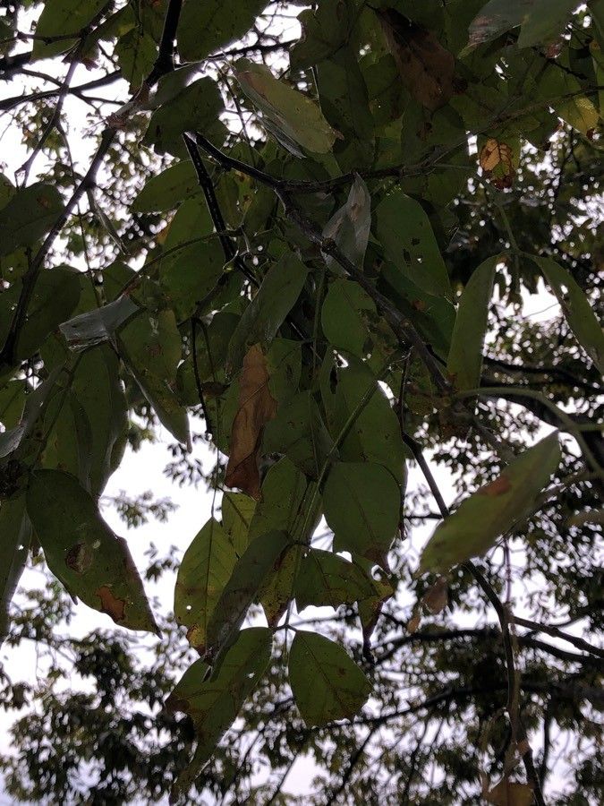 Millettia hemsleyana — houseplant care guide