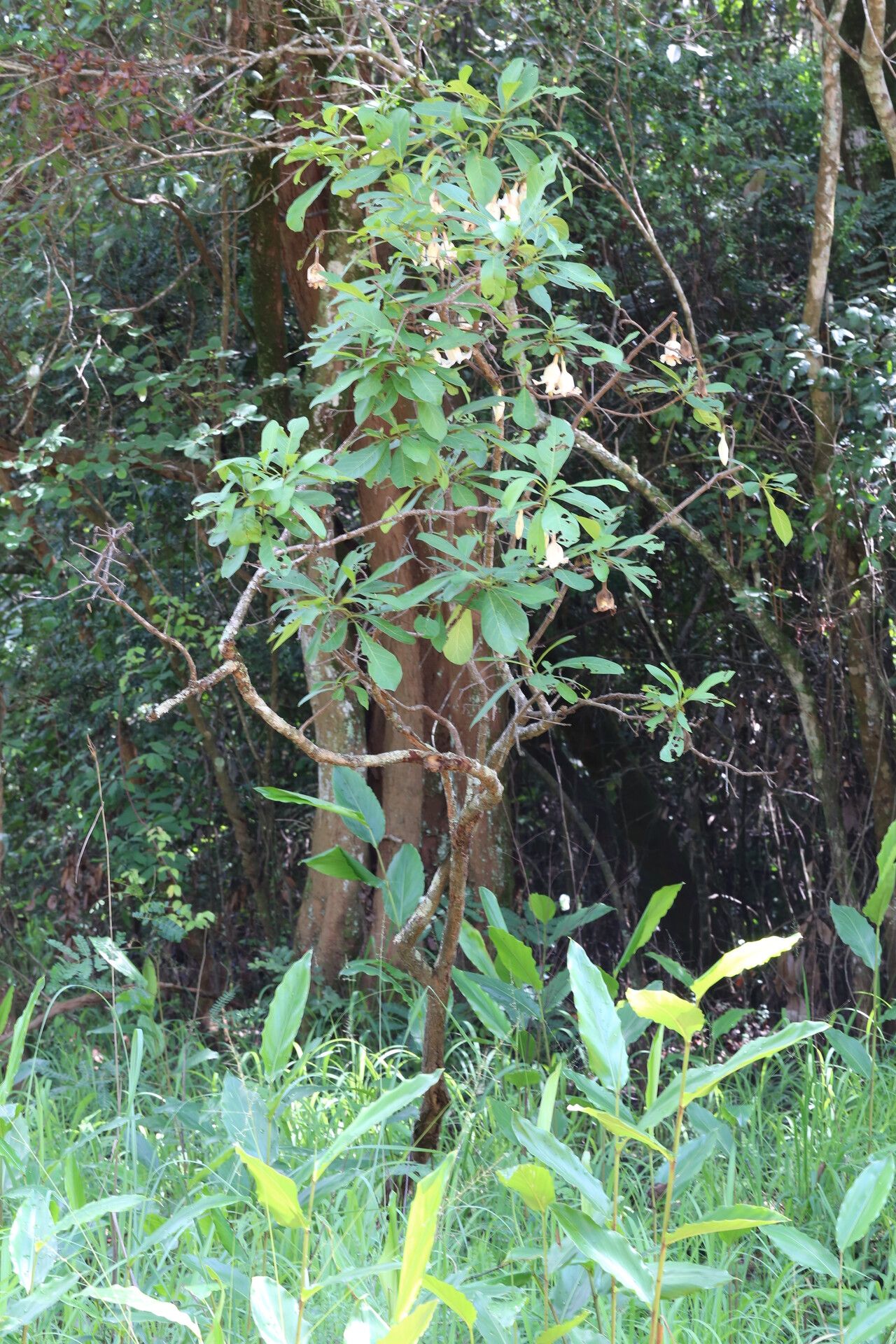 Rothmannia engleriana habit