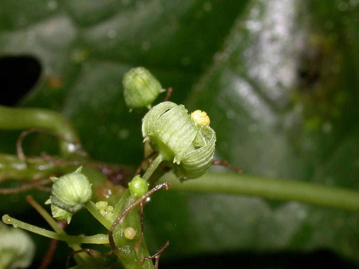 Sechium pittieri fruit