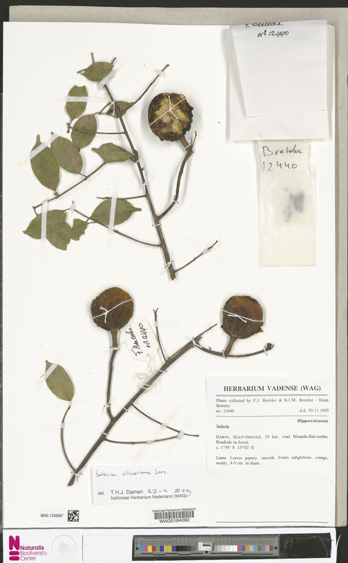 Salacia oliveriana — houseplant care guide