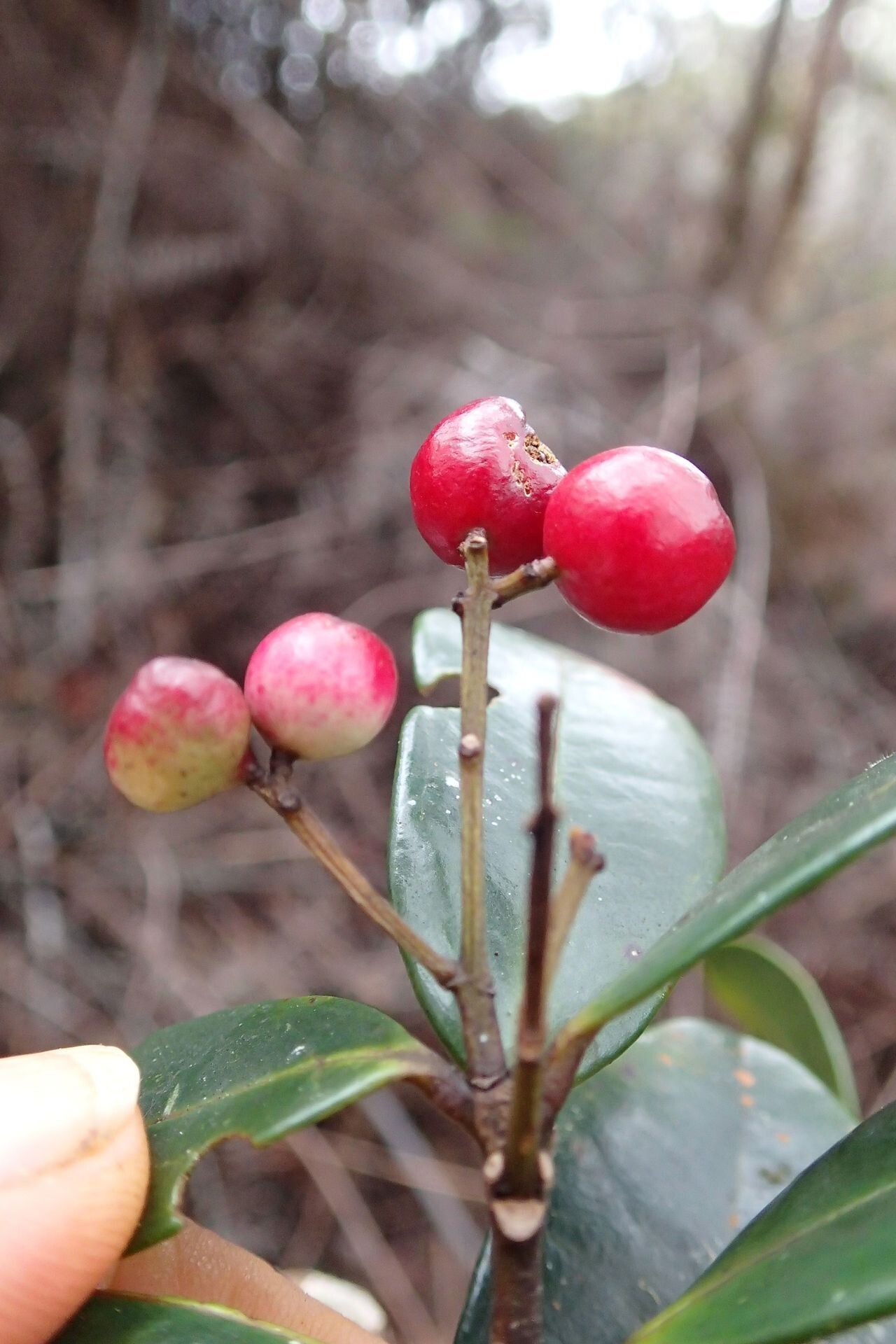 Syzygium mouanum fruit