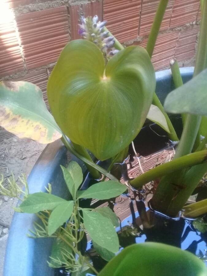 Eichhornia paniculata — related species from the same genus