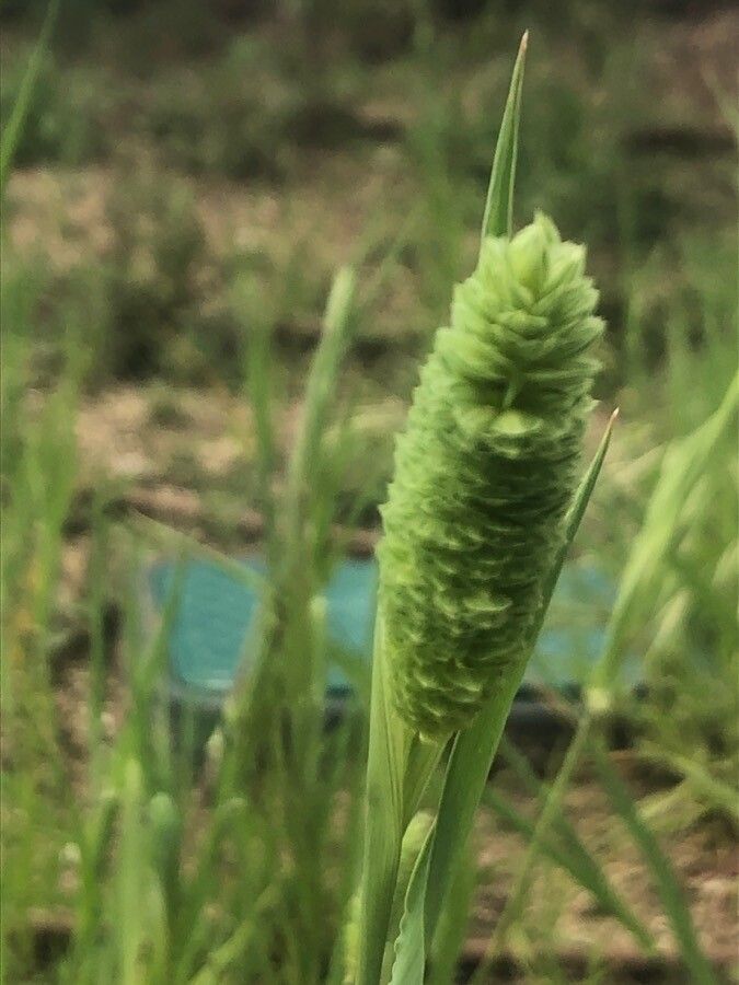Phalaris minor flower