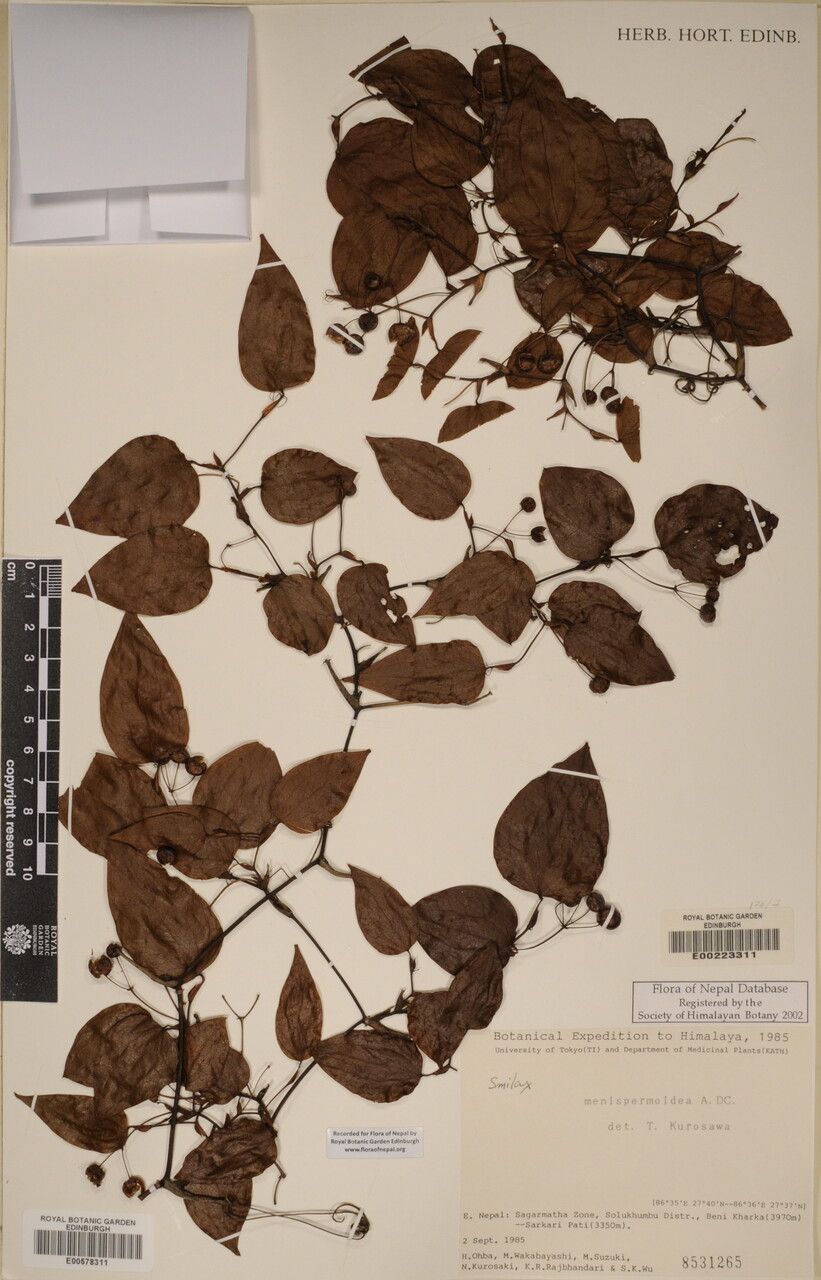Smilax menispermoidea — search result for 'Smilax'