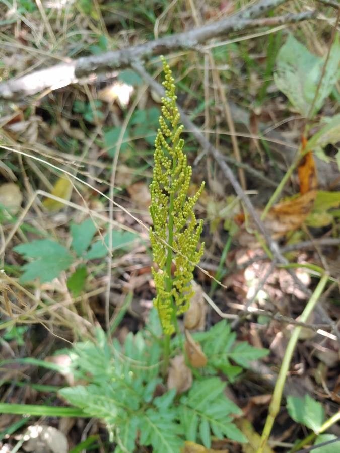 Botrychium dissectum flower
