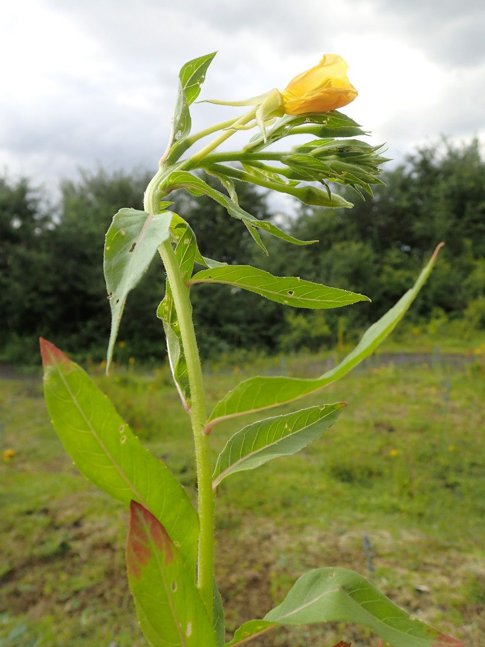Oenothera subterminalis — search result for 'Oenothera'