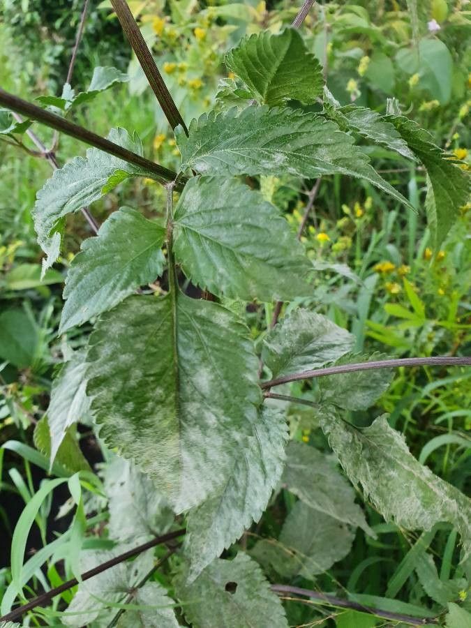 Bidens elgonensis — search result for 'Bidens'