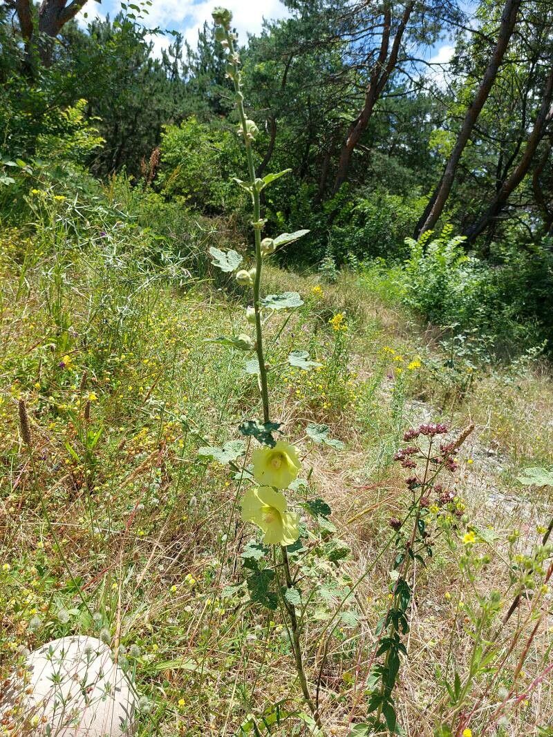 Alcea rugosa habit