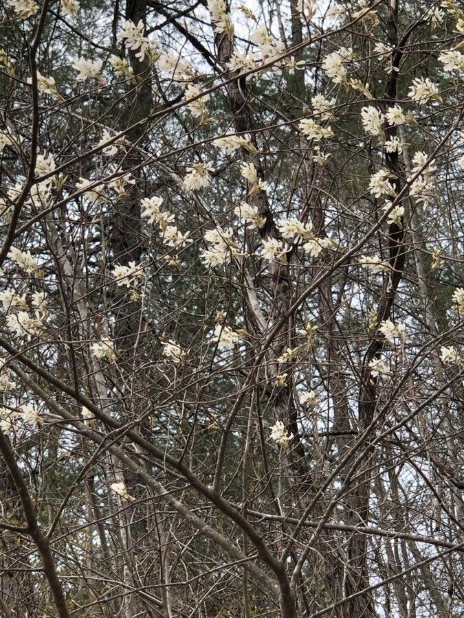 Amelanchier arborea flower