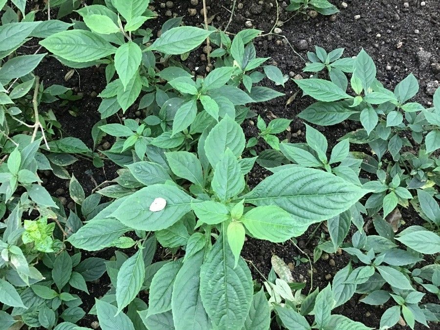 Strobilanthes rankanensis habit