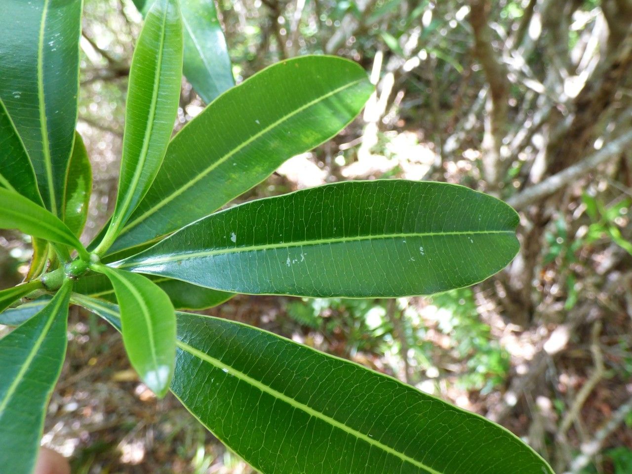 Ochrosia borbonica — related species from the same genus