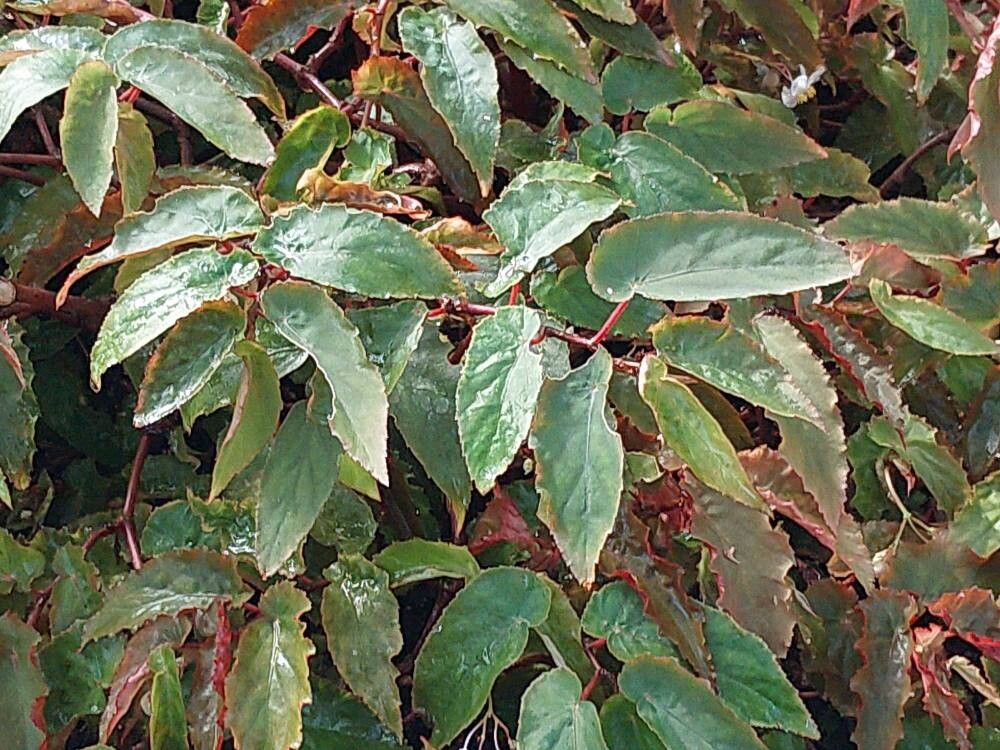 Begonia dietrichiana — houseplant care guide