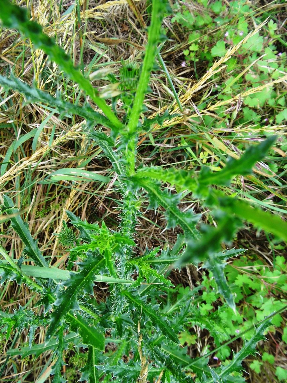 Carduus nigrescens leaf