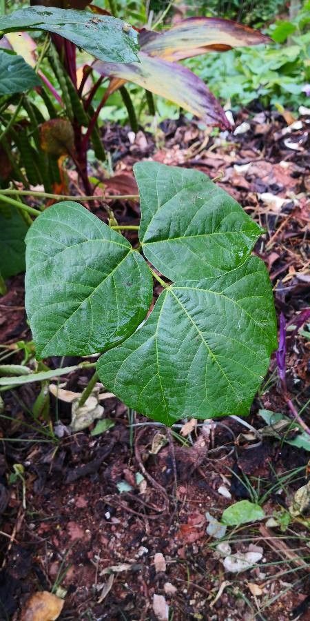 Pachyrhizus erosus — houseplant care guide